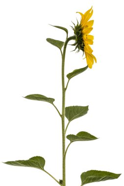 Beyaz arkaplanda izole edilmiş ayçiçeği