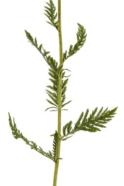 Beyaz bac izole civanperçemi, lat. Achillea millefolium, yaprak