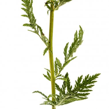 Beyaz bac izole civanperçemi, lat. Achillea millefolium, yaprak