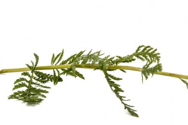 Beyaz bac izole civanperçemi, lat. Achillea millefolium, yaprak