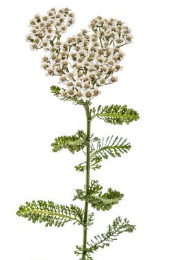 Çiçekleri beyaz izole civanperçemi, lat. Achillea millefolium, 