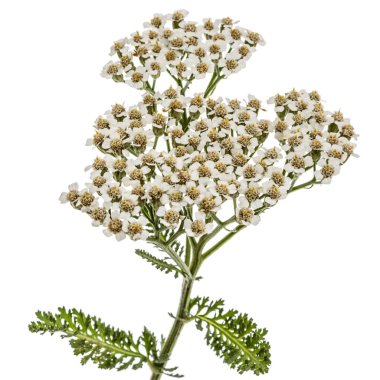 Çiçekleri beyaz izole civanperçemi, lat. Achillea millefolium, 