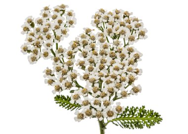 Çiçekleri beyaz izole civanperçemi, lat. Achillea millefolium, 