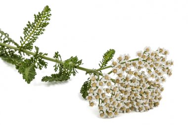 Çiçekleri beyaz izole civanperçemi, lat. Achillea millefolium, 