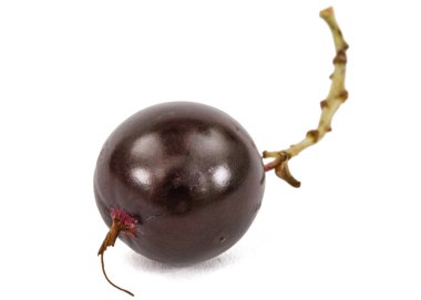 Beyaz arka plan üzerinde izole Siyah frenk üzümü çilek