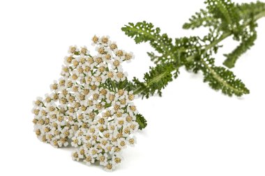 Çiçekleri beyaz izole civanperçemi, lat. Achillea millefolium, 