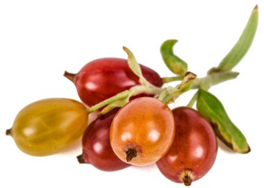 Frenk üzümü çilek beyaz arka plan üzerinde izole