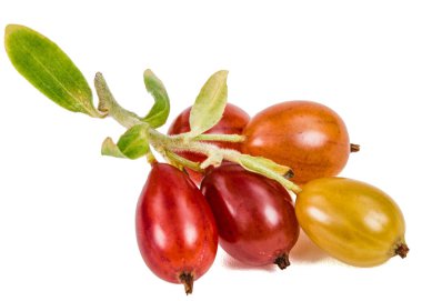 Frenk üzümü çilek beyaz arka plan üzerinde izole