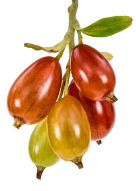 Frenk üzümü çilek beyaz arka plan üzerinde izole