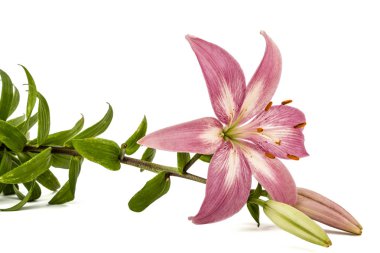 Beyaz arka plan üzerinde izole bir pembe Zambak çiçeği