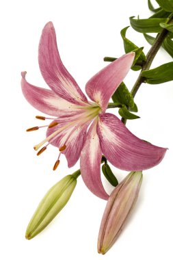 Beyaz arka plan üzerinde izole bir pembe Zambak çiçeği