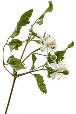 Çiçekler ve yapraklar akasma, lat. Clematis vitalba L., isolat