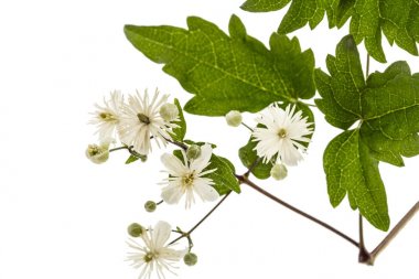 Çiçekler ve yapraklar akasma, lat. Clematis vitalba L., isolat