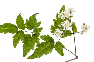 Çiçekler ve yapraklar akasma, lat. Clematis vitalba L., isolat