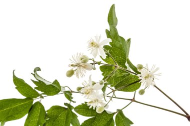 Çiçekler ve yapraklar akasma, lat. Clematis vitalba L., isolat