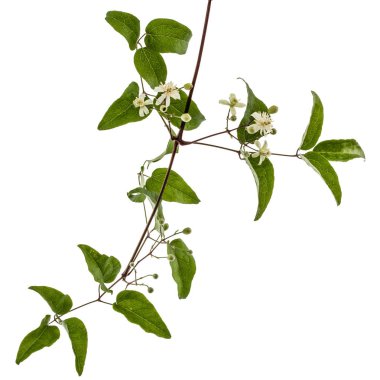 Çiçekler ve yapraklar akasma, lat. Clematis vitalba L., isolat