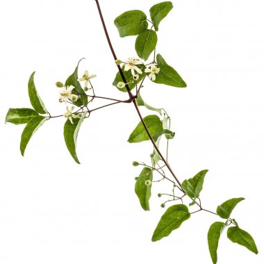 Çiçekler ve yapraklar akasma, lat. Clematis vitalba L., isolat