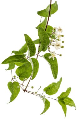 Çiçekler ve yapraklar akasma, lat. Clematis vitalba L., isolat