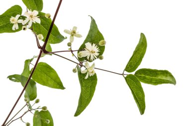 Çiçekler ve yapraklar akasma, lat. Clematis vitalba L., isolat