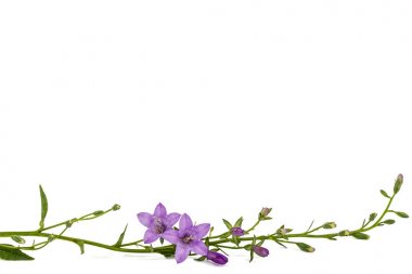 Menekşe çiçeği Campanula, beyaz arka plan üzerinde izole