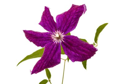 Mor klematis çiçeği, beyaz arkaplanda izole edilmiş.