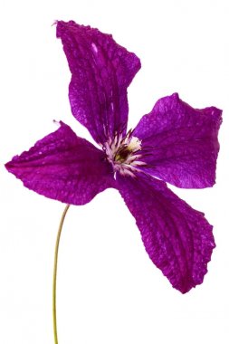 Mor klematis çiçeği, beyaz arkaplanda izole edilmiş.