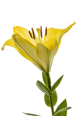 Sarı doğulu zambak çiçeği, beyaz arka planda izole edilmiş.