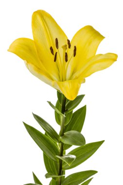 Sarı doğulu zambak çiçeği, beyaz arka planda izole edilmiş.