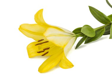 Sarı doğulu zambak çiçeği, beyaz arka planda izole edilmiş.