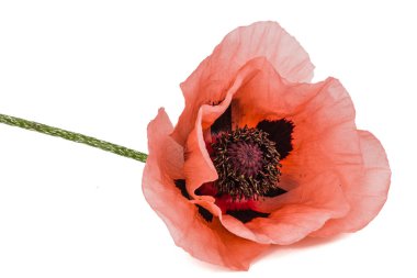 Gül haşhaşı çiçeği, lattır. Papaver, beyaz arkaplanda izole