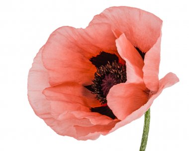 Gül haşhaşı çiçeği, lattır. Papaver, beyaz arkaplanda izole