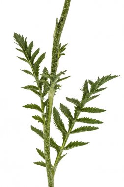 Haşhaş yaprakları. Papaver, beyaz arkaplanda izole