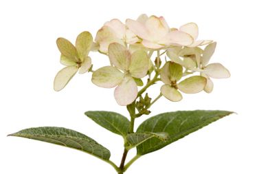 İzole ortanca, lat. ortanca paniculata, önümüzdeki 