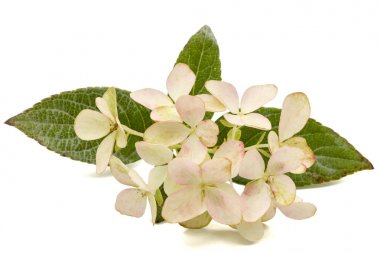 İzole ortanca, lat. ortanca paniculata, önümüzdeki 