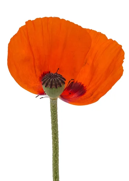 Flor papoula com pétalas caídas, isolada sobre fundo branco — Fotografia de Stock