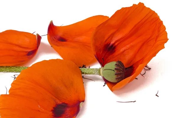 Flor de amapola con pétalos caídos, aislada sobre fondo blanco — Foto de Stock