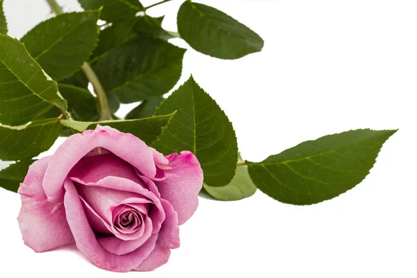 Schöne Blüte der Rose, isoliert auf weißem Hintergrund — Stockfoto