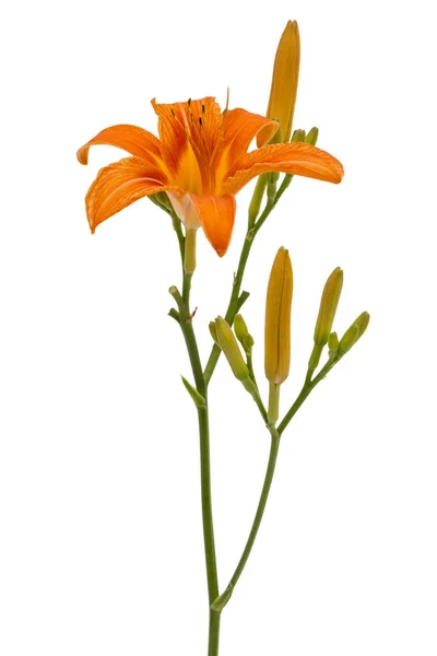 Flower of day-lily, isolated on white background — Stock Photo, Image