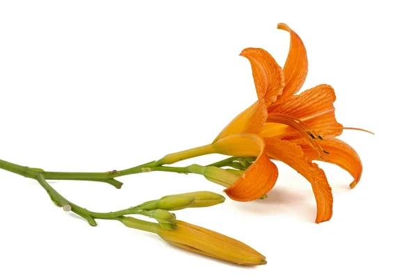 Flor de lírio-do-dia, isolada sobre fundo branco — Fotografia de Stock