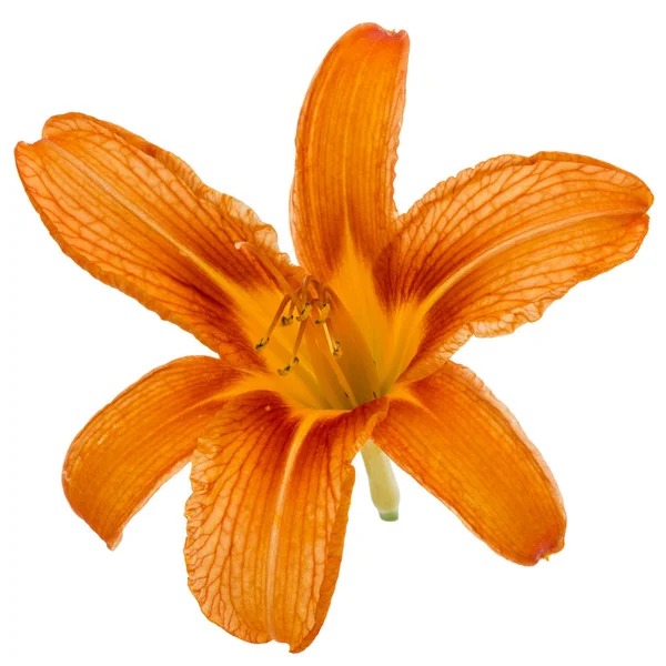 Gün-lily, çiçek beyaz arka plan üzerinde izole