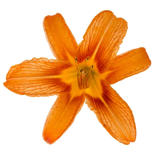 Liliowiec, kwiat na białym tle — Zdjęcie stockowe