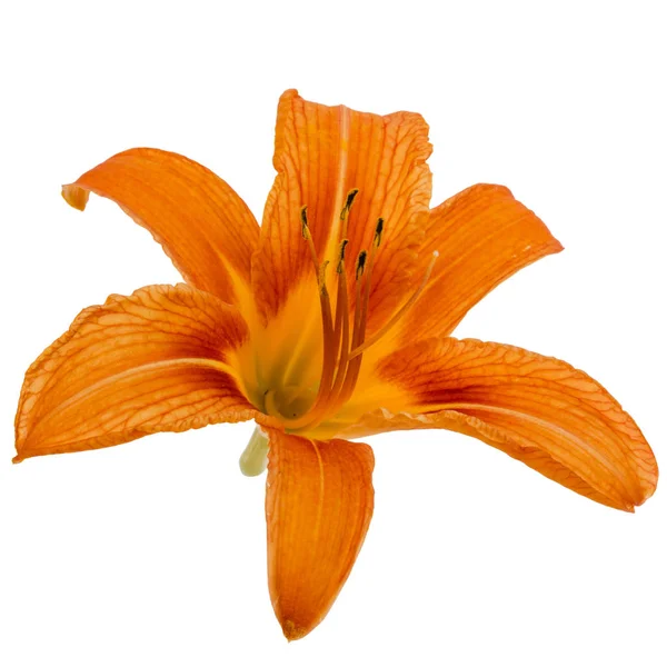 Gün-lily, çiçek beyaz arka plan üzerinde izole