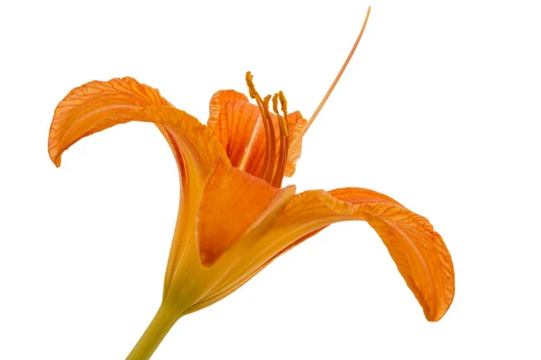 Blume der Taglilie, isoliert auf weißem Hintergrund — Stockfoto