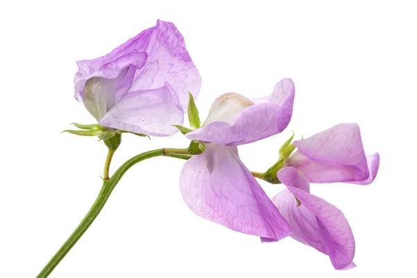 Flores de guisante dulce, aisladas sobre fondo blanco — Foto de Stock