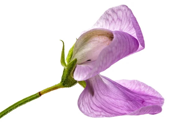 Flowers of sweet pea, isolated on white background — Stock Photo, Image
