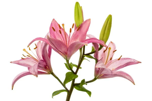 Цветок розовой лилии, изолированный на белом фоне — стоковое фото
