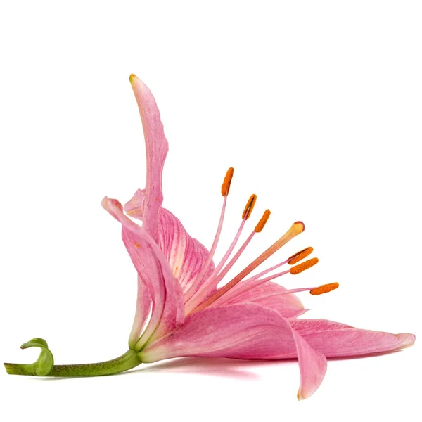 Цветок розовой лилии, изолированный на белом фоне — стоковое фото