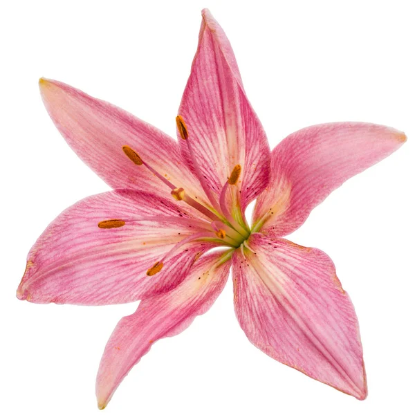 Beyaz arka plan üzerinde izole bir pembe Zambak çiçeği — Stok fotoğraf