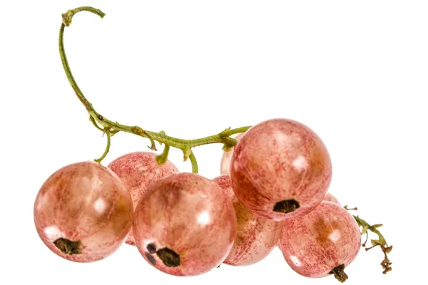 Grosellas rosadas, bayas jugosas maduras de grosella aisladas sobre blanco b —  Fotos de Stock