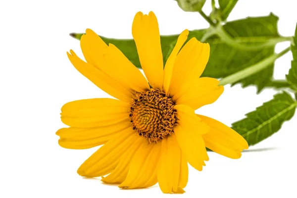 Gelbe Blüte der Kamille, lat. doronicum orientale, isoliert o — Stockfoto